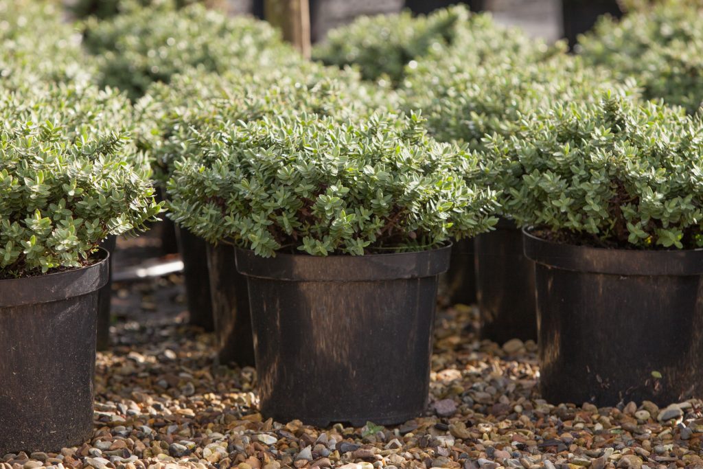Potted plants for landscaping
